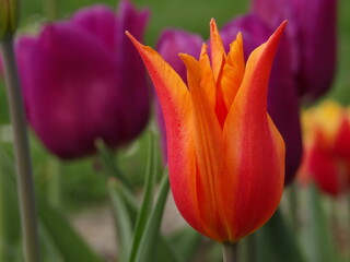 Zbliżenie na kwiat pomarańczowego tulipana © Kumulugma