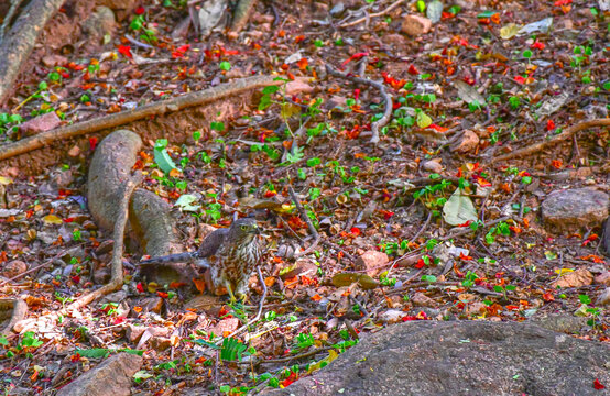 Shikra standing on the forest floor among dry leaves and fallen flowers in Madurai, Tamil Nadu, India, searching for prey in its natural woodland habitat