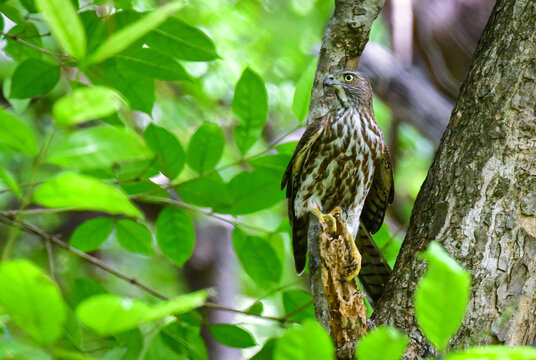 Alert Shikra observing its surroundings from a tree branch in Madurai, Tamil Nadu, India, surrounded by dense tropical vegetation