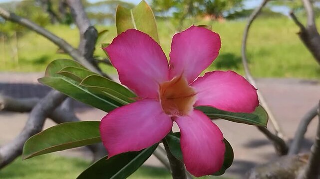 Pink Japanese frangipani (Adenium) flowers blooming against a brick wall background