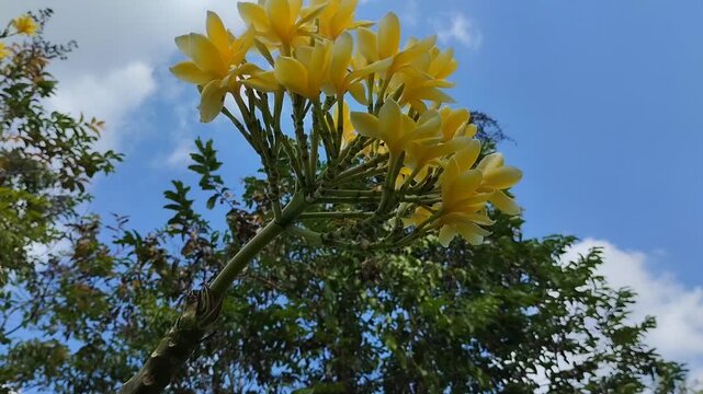 Beautiful blooming yellow frangipani flower or kamboja (Plumeria rubra). Tropical exotic flower in the garden.