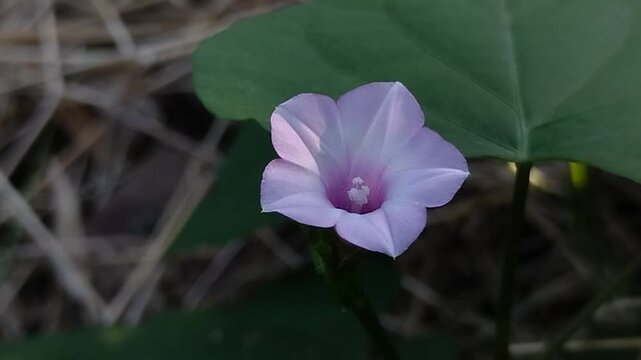Ipomoea obscura, or morning glory, blooms in the garden. Although native to the Americas, it has now become a global plant and thrives in various countries, including Asia