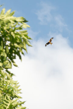 Red kite Milvus milvus soaring in flight next to green tree leaves against a blue sky with white clouds near a lake in Gotha Thuringia Germany