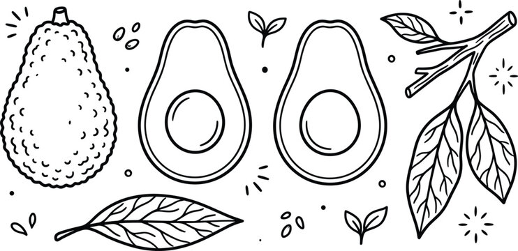 Fresh Avocado Fruit Doodle Set with Whole Avocado Halves with Pit Branch Leaves and Seed Elements for Grocery Menus and Healthy Food Packaging Designs