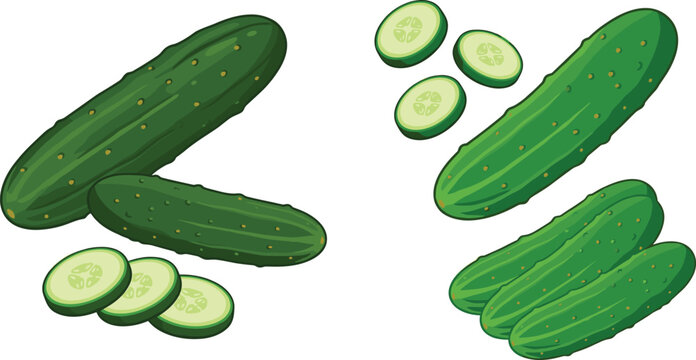Fresh Green Cucumber Vector Illustration Set with Whole Gherkins and Round Slices for Healthy Food Salad Designs]