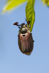 Fototapeta premium Metallic beetle perches on green leaf against blue sky
