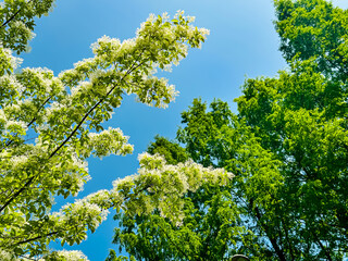 Fototapeta premium Calm Summer Landscape with Green Trees