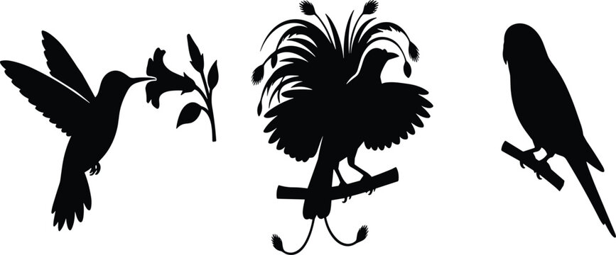 Tropical birds black silhouettes set with flying hummingbird bird of paradise and parakeet on branch