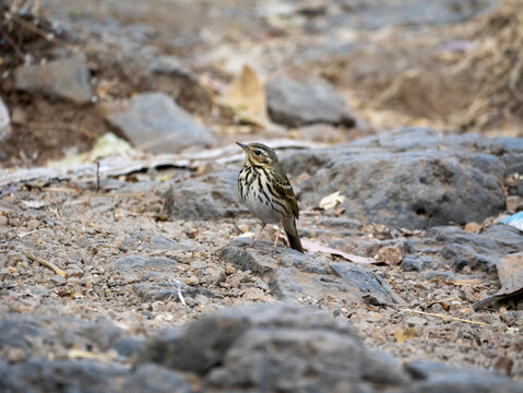 Olive-Backed Pipit Bird Close-Up in Sinhagad Valley on Stone, Wildlife Nature Photography