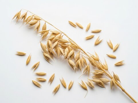 A single stalk of raw oats with scattered grains on a flat surface isolated on white background
