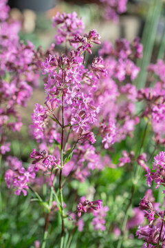 Closeup of the blossoms of the sticky catchfly (Silene vulgaris). Use for garden magazines and scientific publications.