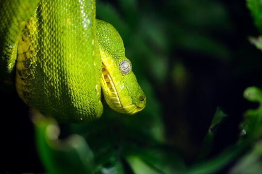Gr&uuml;ner Baumpython ( Morelia viridis ).
