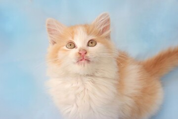 kitten on blue background © Hyogasurya
