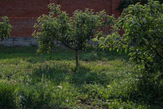Young Fruit Trees Growing in a Well Maintained Garden Orchard
