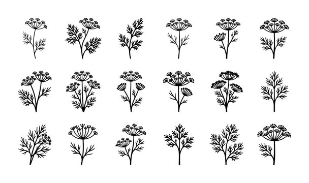Botanical Illustration Set: Delicate Dill and Parsley Sprigs, Vintage Herb Vector Graphics for Culinary Design, Organic Food Packaging, and Natural Wellness Branding
