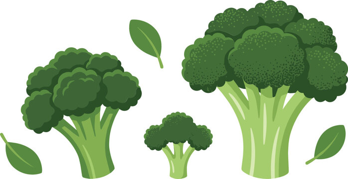 Fresh green broccoli set with whole heads florets and green leaves isolated on white background for healthy food design vector illustration