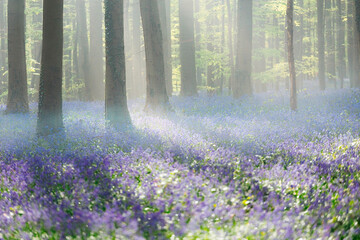 Fototapeta premium Purple and white blooms carpet a forest floor. Hallerbos, Belgium