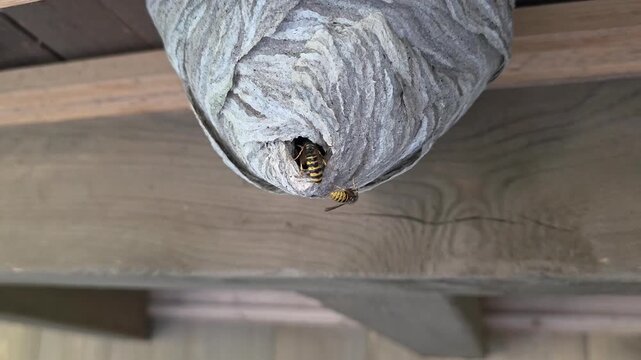Macro close-up shot of several wasps active around the entrance hole of a large, textured paper wasp nest built under a wooden structure. Insects are seen crawling on the surface and looking out from 