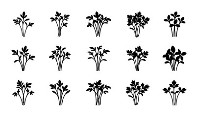 Parsley Herb Vector Icons, Fresh Green Culinary Ingredient Illustrations, Organic Food Sprigs Collection, Cooking and Gastronomy Elements © Abul