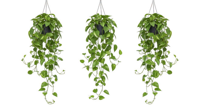 Three hanging green pothos plants in pots suspended against a clean backdrop for interior design concepts