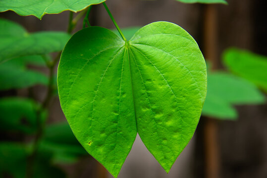 Close up of a vibrant green Bauhinia acuminata leaf shaped like a hoof in a garden in Vietnam.