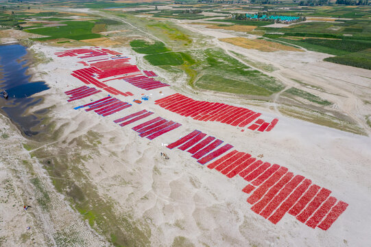 Bogura, Bangladesh - 17 March 2024: Aerial view of red chilies drying on the sandy riverbank in Sariakandi, with agricultural fields and rural landscape in the background.