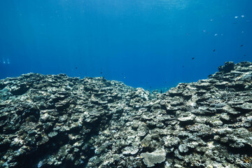 Tropical Coral Reef Landscape Beneath Crystal Clear Blue Water © Satoshi
