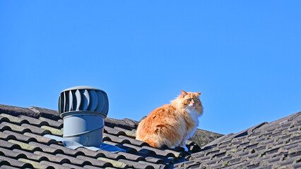 Orange and white cat on a roof © Douglas Cliff