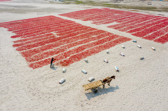 Bogura, Rajshahi Division, Bangladesh - 17 February 2025: Aerial view of red chili peppers drying on the sandy banks in Sariakandi, with a worker and a horse-drawn cart.
