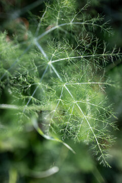 Closeup Delicate Green Foliage Sunlit Garden