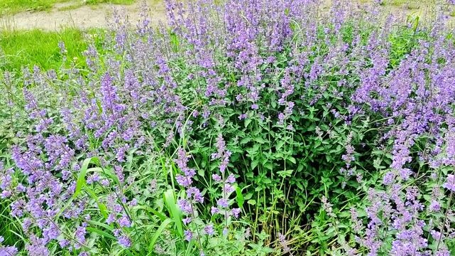 Field of blooming Nepeta cataria with lush green foliage and soft natural light