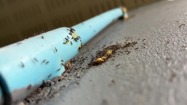 Hundreds of ants gather on the wall, feeding on the bait powder and carrying it back to their nest.