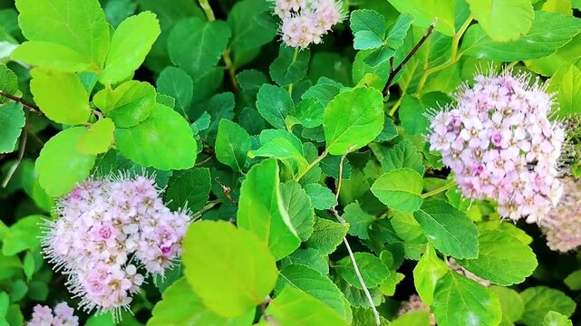 Close-up of delicate pink spirea flowers blooming amongst lush green foliage