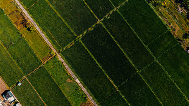 Top-Down Aerial View of Green Rice Fields in Buleleng, Bali