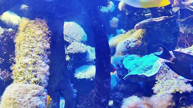 Vibrant blue aquarium with colorful fish swimming among coral reefs
