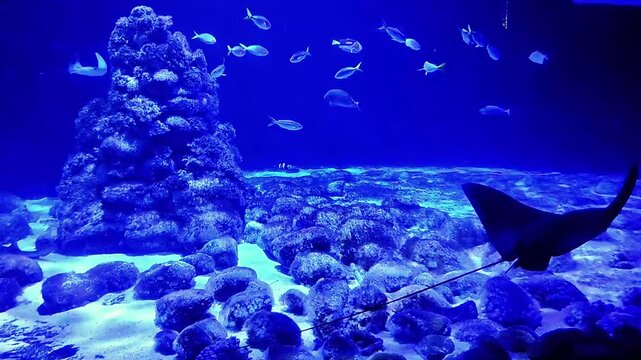 Underwater reef teeming with diverse marine life and graceful stingrays swimming