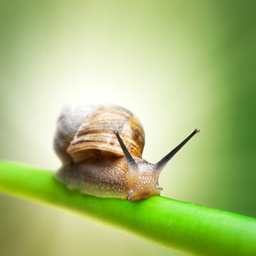 Close up of a single brown snail on a green plant stem with gastropod wildlife crawling detailed serenity