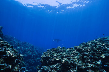 Fototapeta premium Underwater View of a Manta Ray Over a Coral Reef