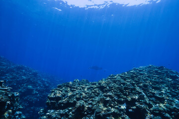Underwater Coral Reef with Dramatic Sun Rays © Satoshi