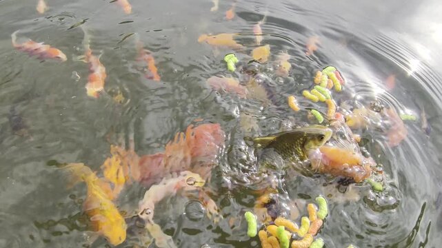 Goldfish, Carassius auratus, fish feeding from hand with pellets in garden pond