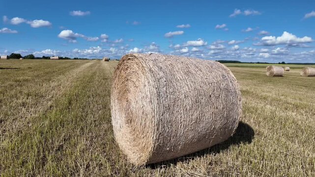 Slow panning shot of a vast agricultural field after harvest, featuring numerous round straw bales scattered under a blue sky with fluffy white clouds, with a wind turbine in the background.