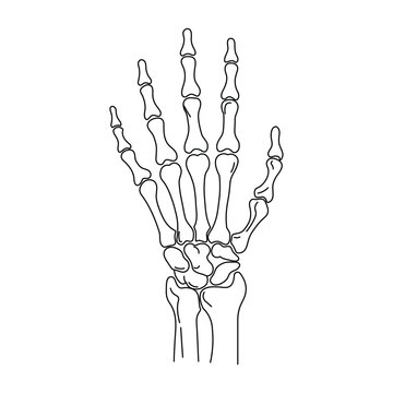 Anatomical human hand skeleton structure showing finger bones in detailed black line art illustration
