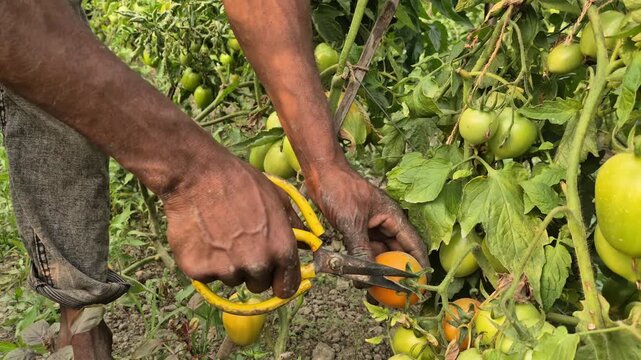 Farmer Harvesting Ripe Tomato Using Pruning Shears Close Up Bangladesh