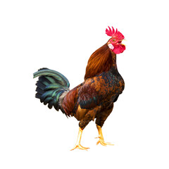 rooster with vibrant orange and brown feathers, © Harshu Prathu