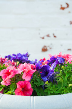 Pink petunia brightens decorative planter