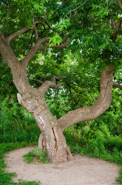Ancient tree with lush canopy displays twisted trunk