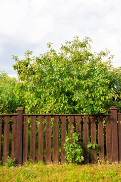 Wooden fence borders lush garden