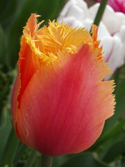 Zbliżenie na kwiat pomarańczowego tulipana © Kumulugma