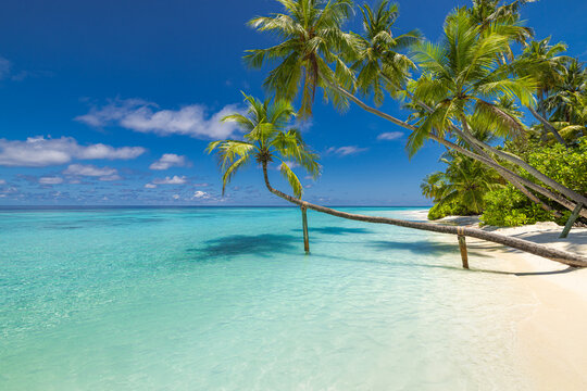 Idyllic tropical beach, leaning palm trees, turquoise lagoon, white sand paradise. Sunny summer island landscape, exotic vacation getaway scenic. Relaxing travel destination background wallpaper
