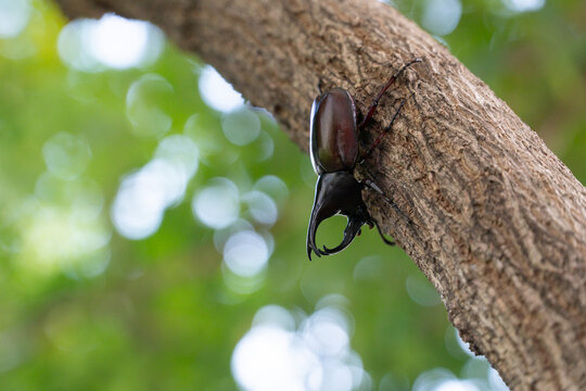 A Siamese rhinoceros beetle (Xylotrupes gideon) climbing on a tree trunk, selective focus on a natural green background.